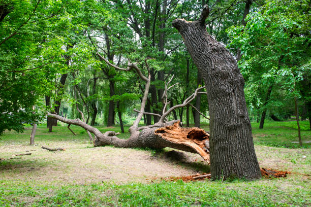 Best Storm Damage Tree Cleanup  in Darby, PA