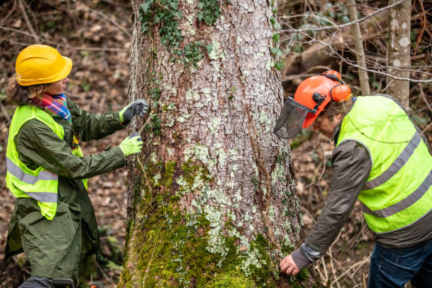 Best Root Management and Removal  in Darby, PA