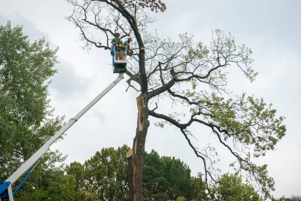 Best Hedge Trimming  in Darby, PA