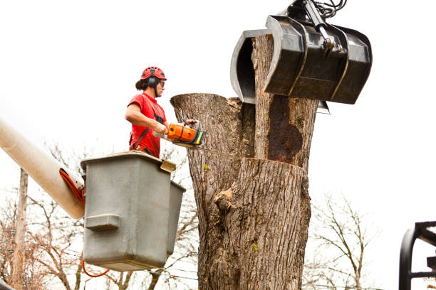 Professional Tree Removal Services in Darby, PA